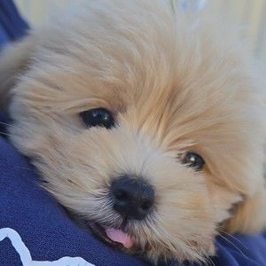 Meet your Posher, Alana